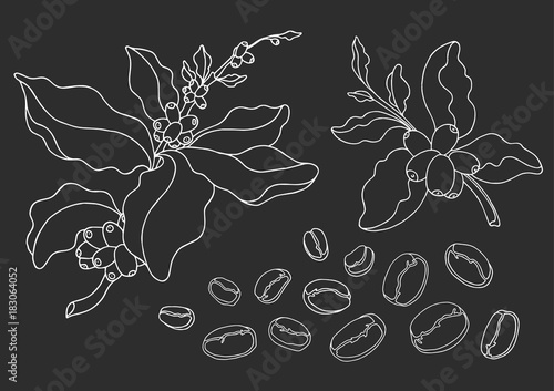 Set of coffee branch with leaves and natural coffee beans. Vector sketch