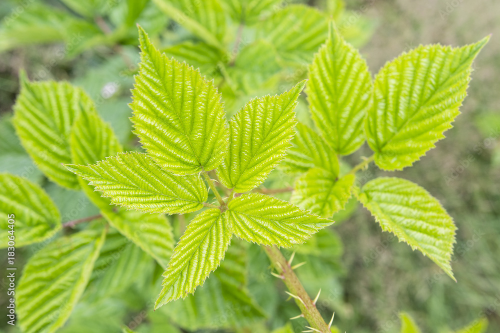 Young green leaves of blackberries in nature. Young green leaves of blackberries in nature.