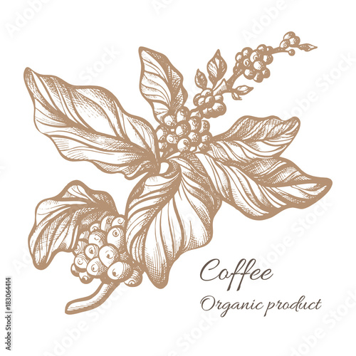 Realistic coffee branch. Botanical contour drawing. Vector
