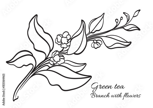 Branch of tea bush with leaves and flowers. Realistic. Organic product. Vector