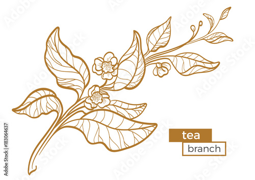 Branch of tea bush with leaves and flowers. Botanical contour drawing. Organic product. Vector