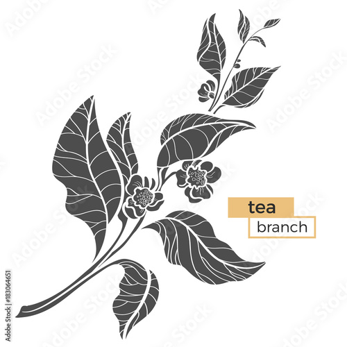 Branch of tea bush with leaves and flowers. Realistic. Vector black silhouette