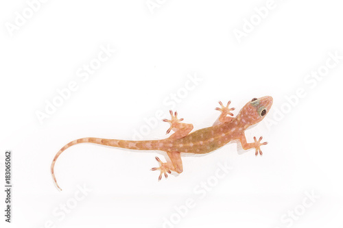 Tokay gecko, Gekko on white wall © kardd