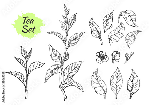 Set of tea bush branches with leaves. Vector