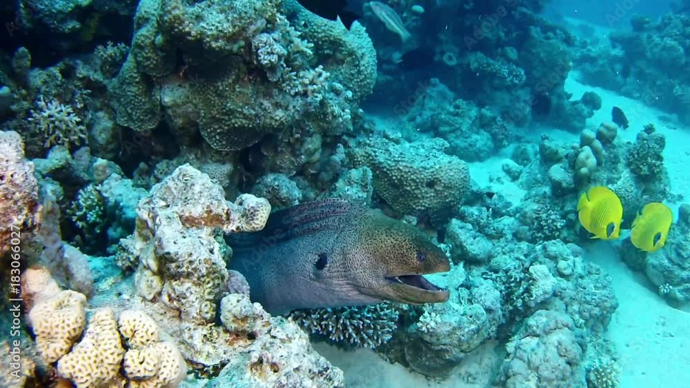 Red Sea marine life Big moray eel in a reef Red Sea marine life Big moray eel in a reef