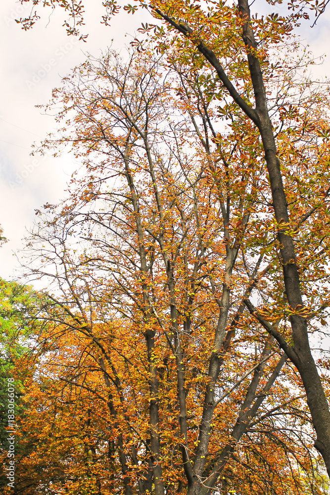 Beautiful autumn. A park. Tops of trees.