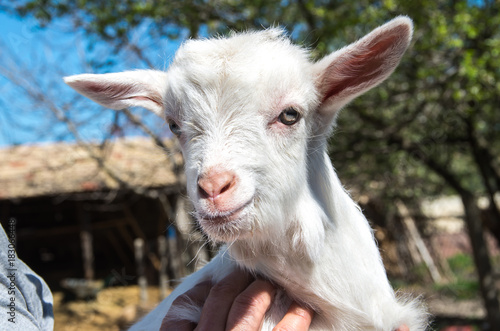White goat in the farm.