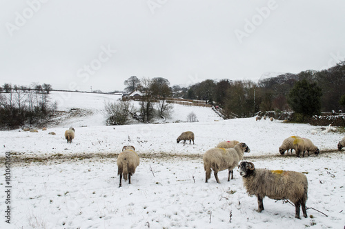 Sheep in the snow Yorkshire