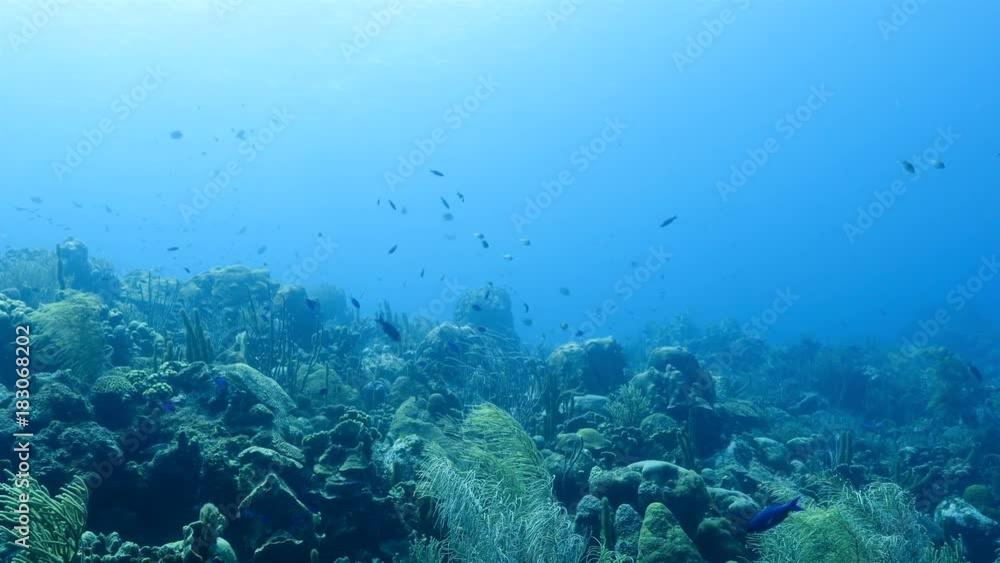 Seascape of coral reef in the Caribbean Sea around Curacao / Netherland Antilles at dive site Watamula - coral reef with soft and hard coral in foreground at scuba dive Seascape of coral reef in the Caribbean Sea around Curacao / Netherland Antilles at dive site Watamula - coral reef with soft and hard coral in foreground at scuba dive
