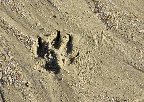 path of animal in the sand