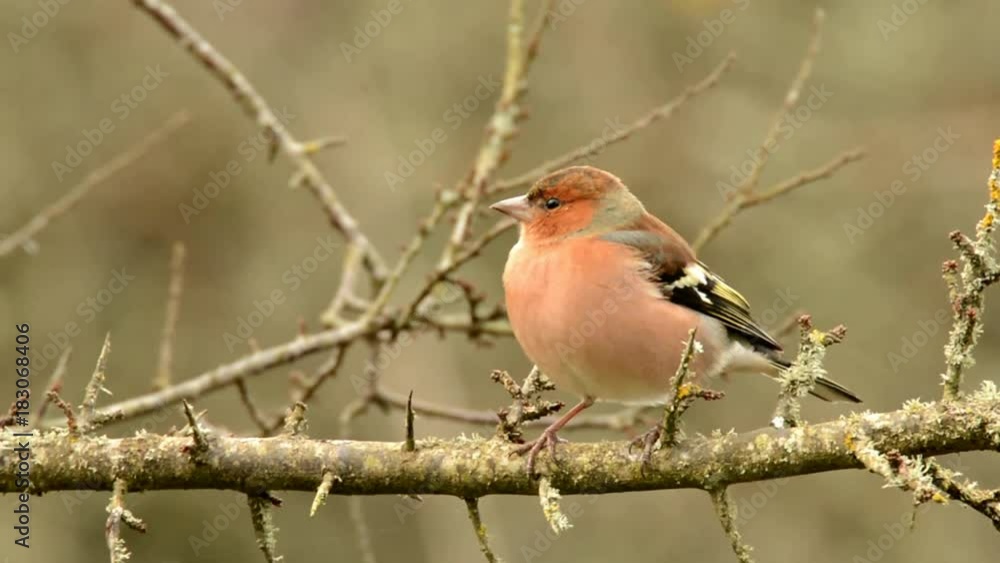 Chaffinch, Common Chaffinch, Fringilla coelebs Chaffinch, Common Chaffinch, Fringilla coelebs