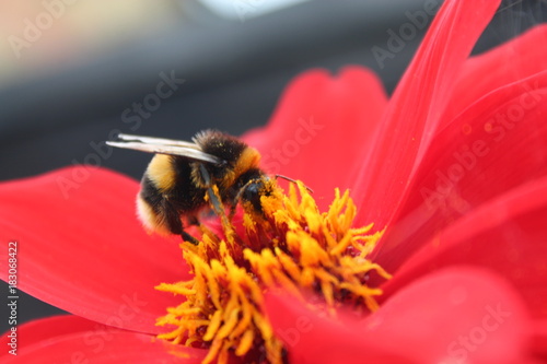 Bee on a flower