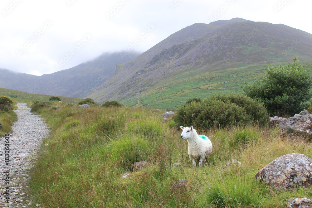 Obraz premium Sheep in the Valley