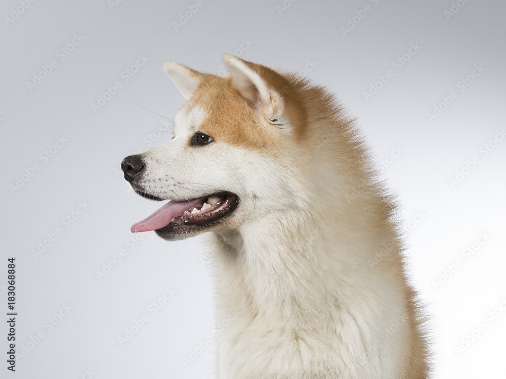 Akita puppy dog portrait. Image taken in a studio with white background. Akita puppy dog portrait. Image taken in a studio with white background.