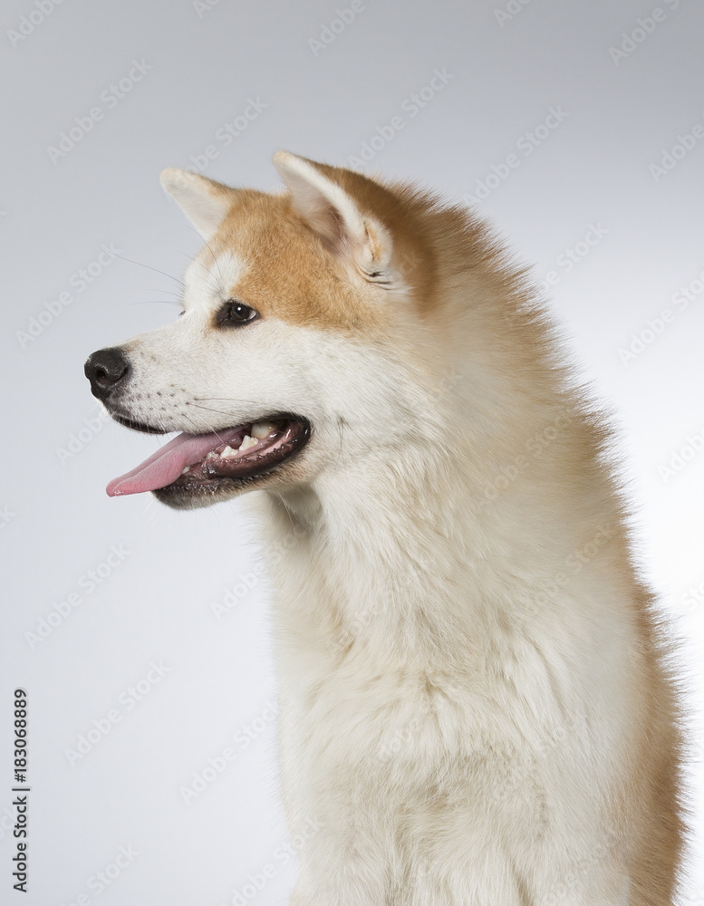 Akita puppy dog portrait. Image taken in a studio with white background.