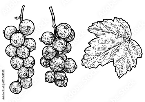 Red currant illustration, drawing, engraving, ink, line art, vector