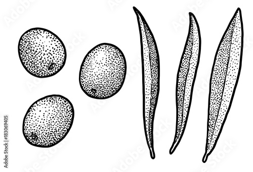Sea buckthorn illustration, drawing, engraving, ink, line art, vector