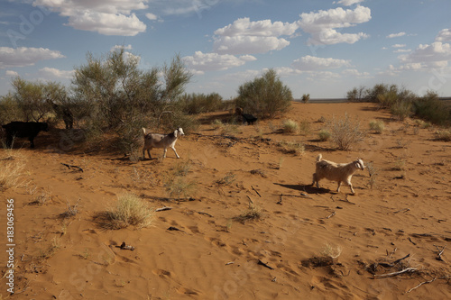 Desert Kyzyl-Kum. White fluffy clouds  blue sky Haloxylon and goats graze.Uzbekistan.