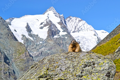 marmot and grossglockner, Austria