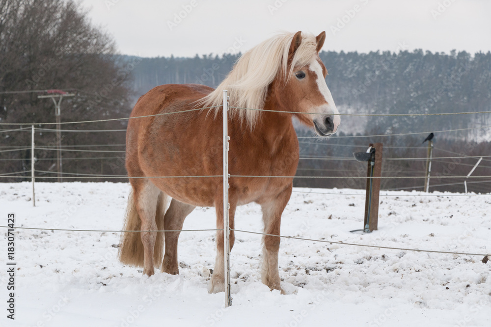 ein Haflinger steht im Schnee auf der Weide ein Haflinger steht im Schnee auf der Weide