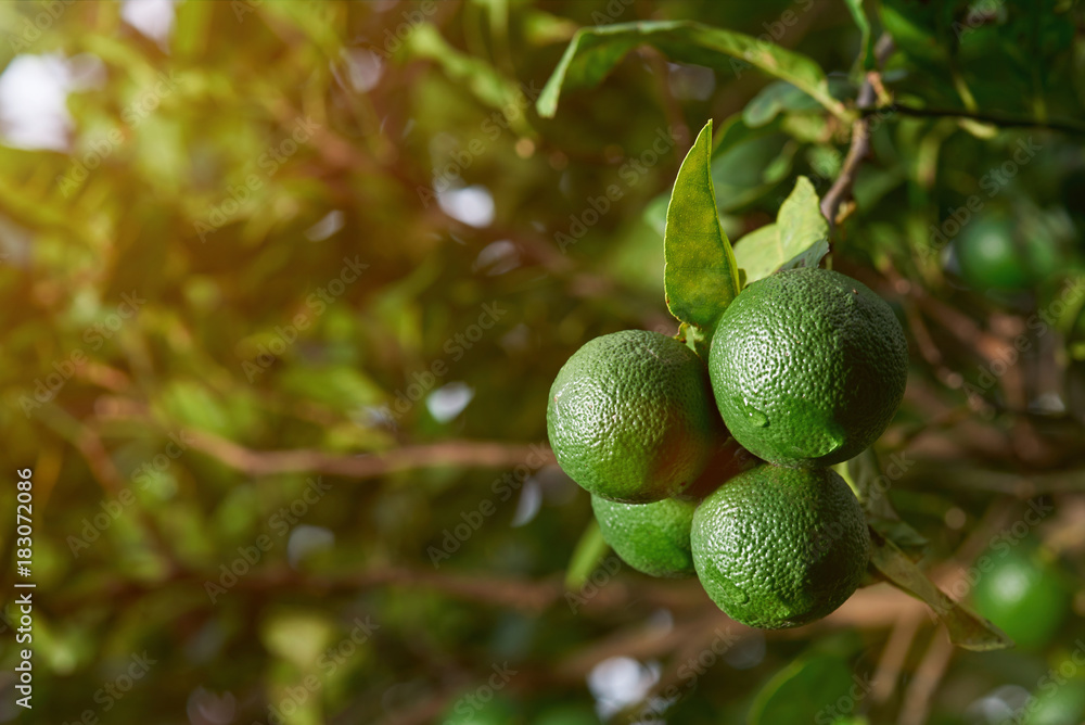 Green limes on natural background