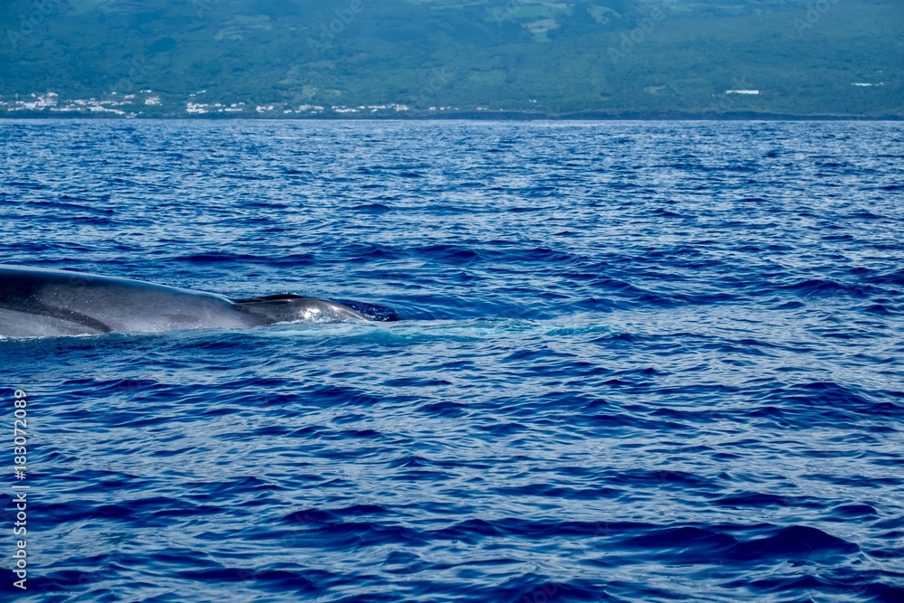 A fin whale surfaces close to the camera 