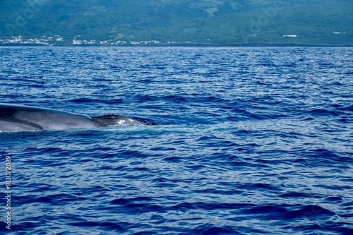 A fin whale surfaces close to the camera  © Charlotte