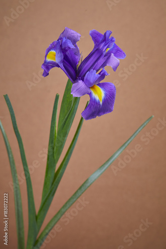 Fototapeta Naklejka Na Ścianę i Meble -  nice iris flower