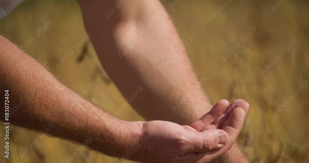 Farmer hand close up pouring soya been on soybean field 4k video. Analyze ripe legume harvest. Farming production Farmer hand close up pouring soya been on soybean field 4k video. Analyze ripe legume harvest. Farming production