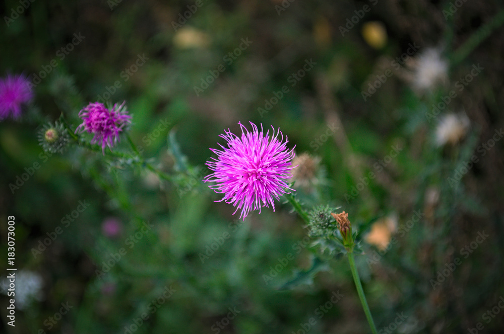 Wild meadow plant blooming with pink flower Wild meadow plant blooming with pink flower