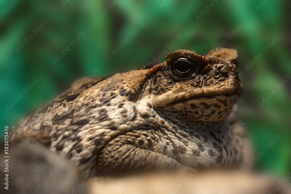 Obraz premium Cane toad or Rhinella marina close