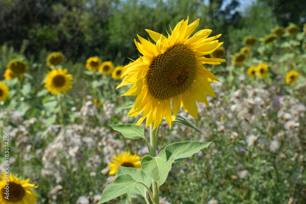 Sunflowers Sunflowers