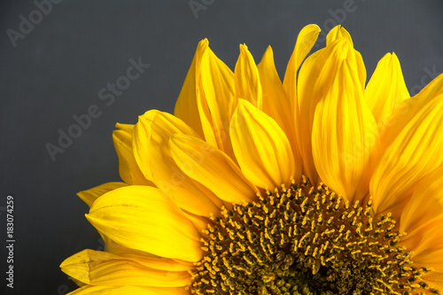 Close up of sunflower