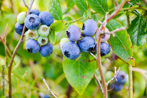 Ripe Blueberries in garden