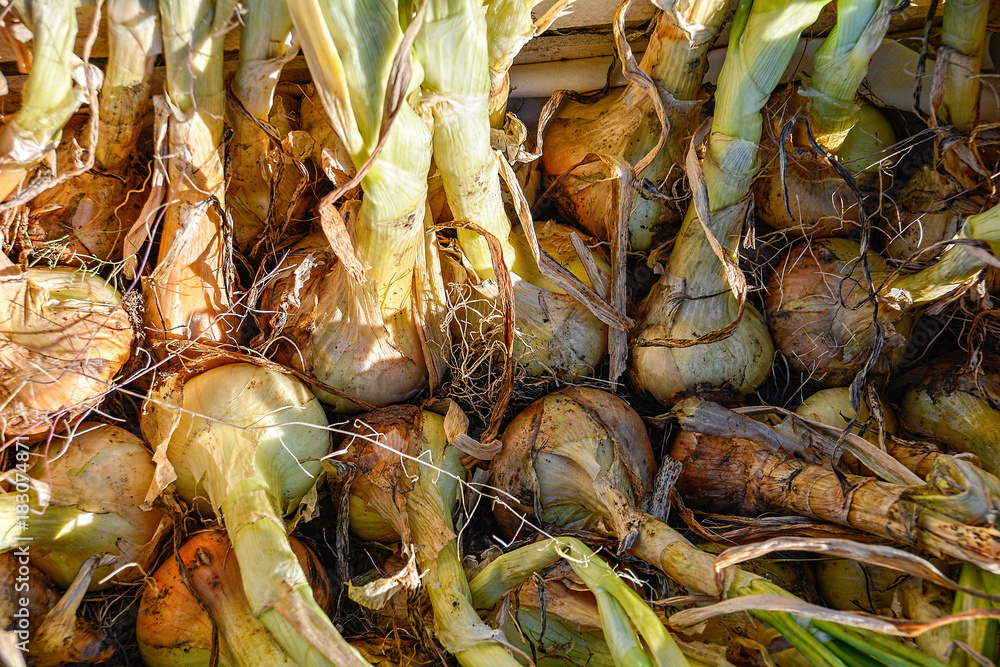 Harvested Onions being dried for storage. Harvested Onions being dried for storage.