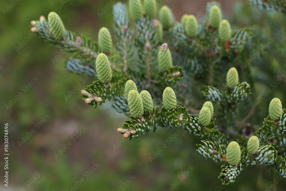 Macro shot of an fir branch with cones Macro shot of an fir branch with cones