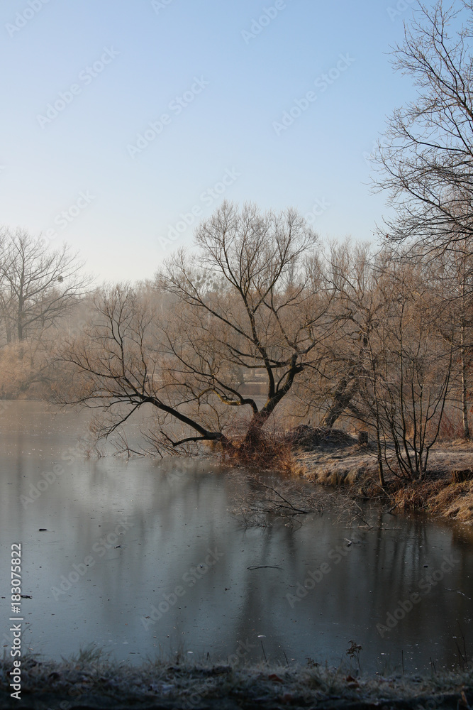 tree without leaves on the bank of lake in winter time tree without leaves on the bank of lake in winter time