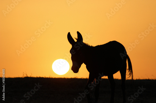 donkeys sun ânes couché de soleil