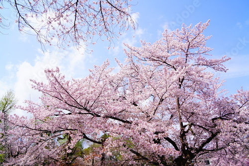 京都二条城の桜