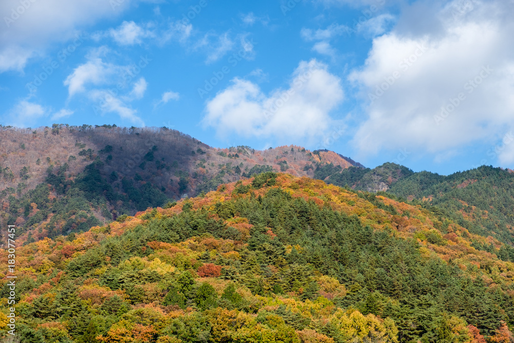 Colorful trees mountain in autumn with sky