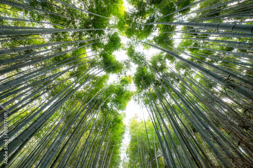 Green Bamboo grove forest with sunlight