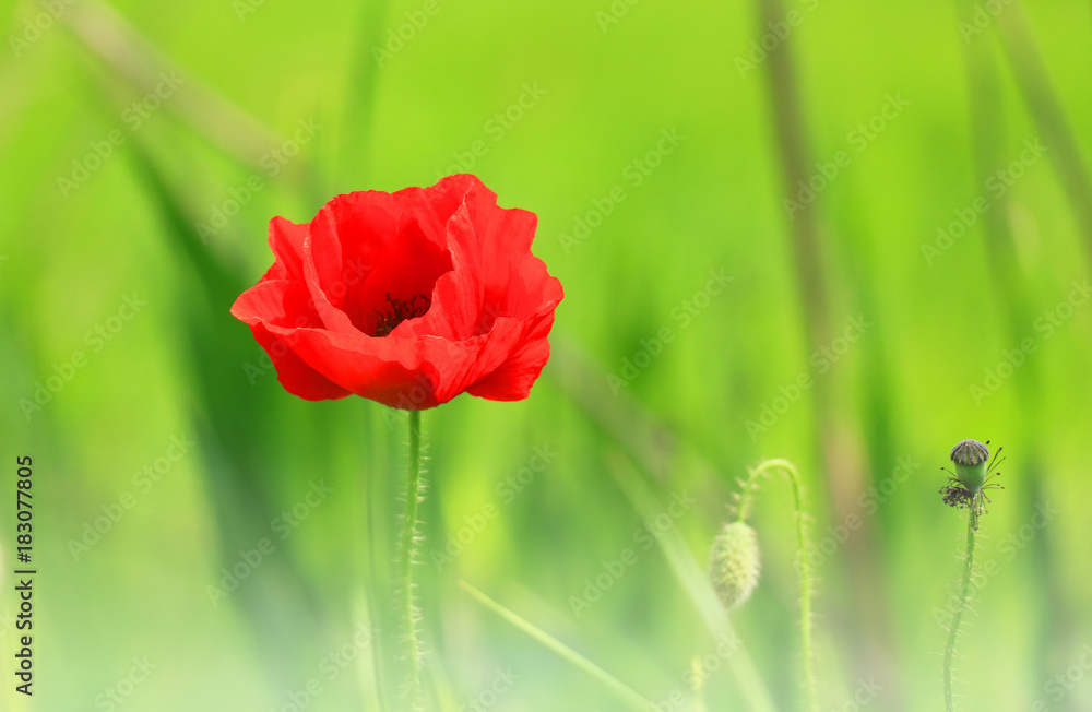 Fototapeta premium red poppies and green gras