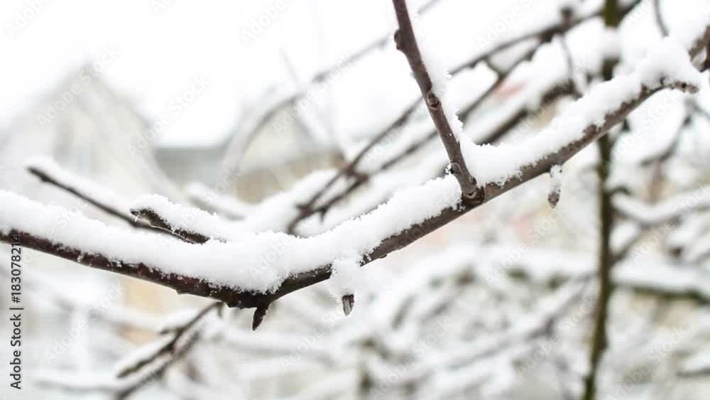 The snow falls on the tree branch The snow falls on the tree branch