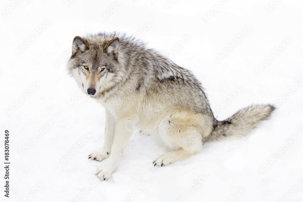 Naklejka premium Timber wolf or Grey Wolf (Canis lupus) isolated on a white background sitting in the snow in winter in Canada