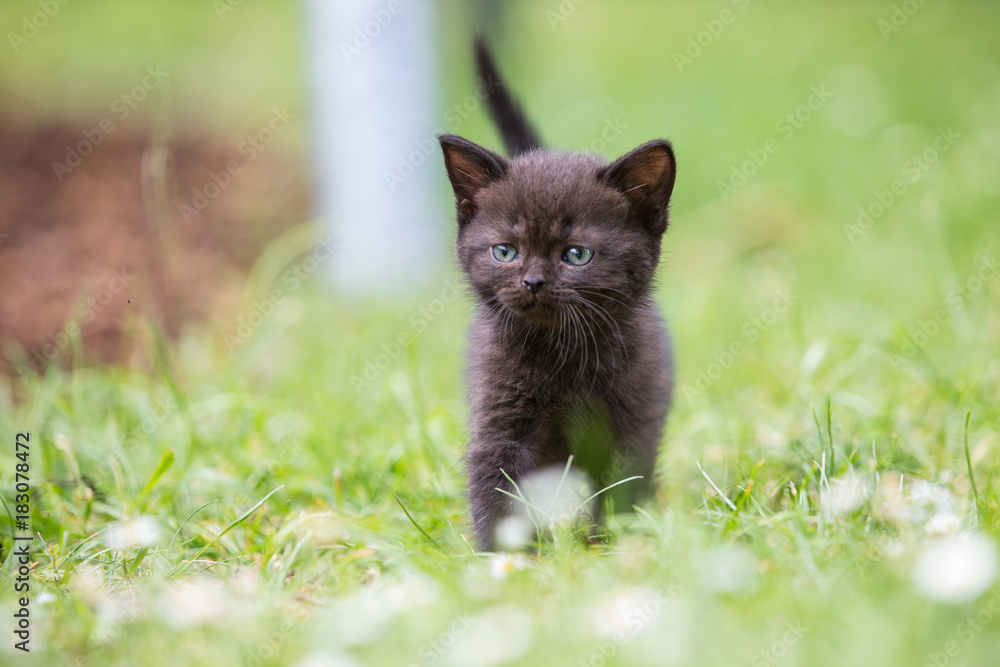 Schwarze Baby Katzen, Black Cat Stock Photo | Adobe Stock