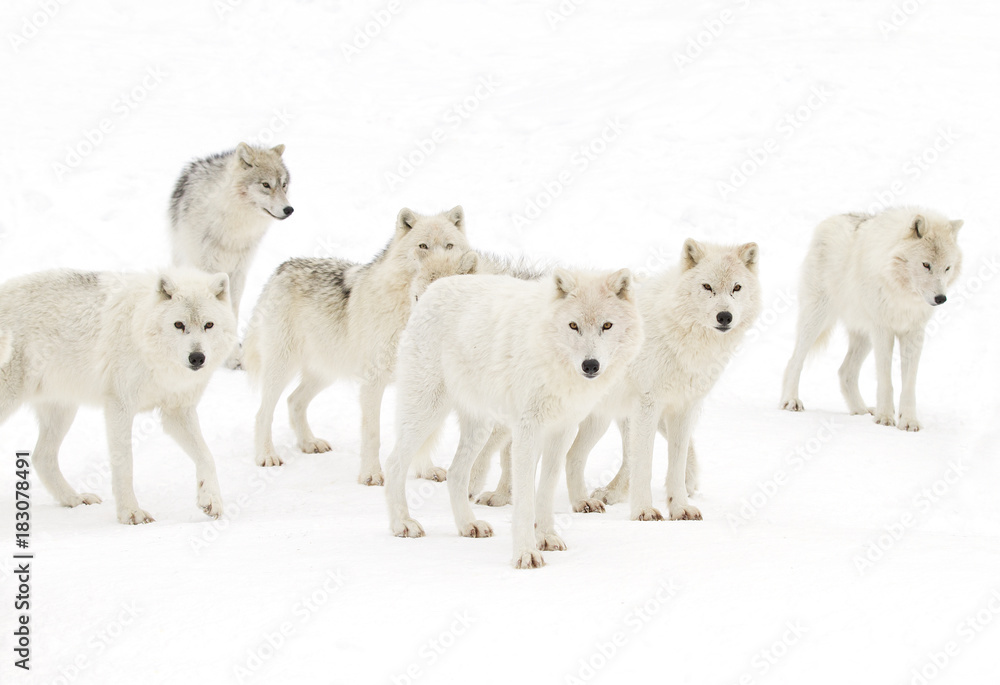 Arctic wolves (Canis lupus arctos) wolf pack standing isolated on a white background standing in the winter snow in Canada