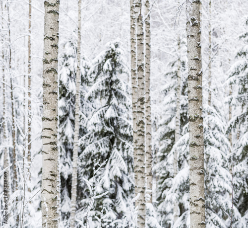 Winter in the Finnish birch forest