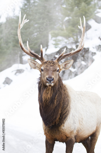 Bull Elk with large antlers standing in the winter snow in Canada © Jim Cumming