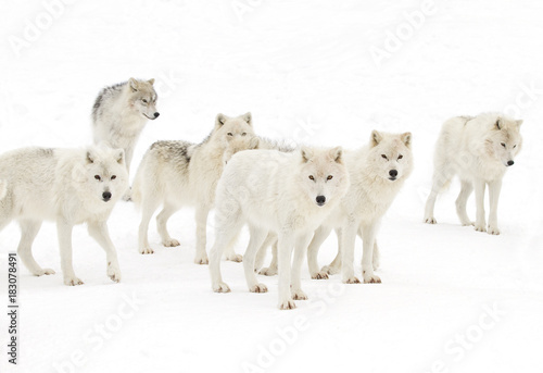 Arctic wolves (Canis lupus arctos) wolf pack standing isolated on a white background standing in the winter snow in Canada
