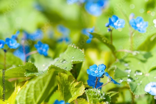 Blüten des Gedenkemein/ Frühlings-Nabelnüsschen/ Großblüten-Nabelnüsschen (Omphalodes verna), Frauenmantel (Alchemilla), Tautropfen im Sonnenschein, Frühling, Niedersachsen, Deutschland, Europa photo